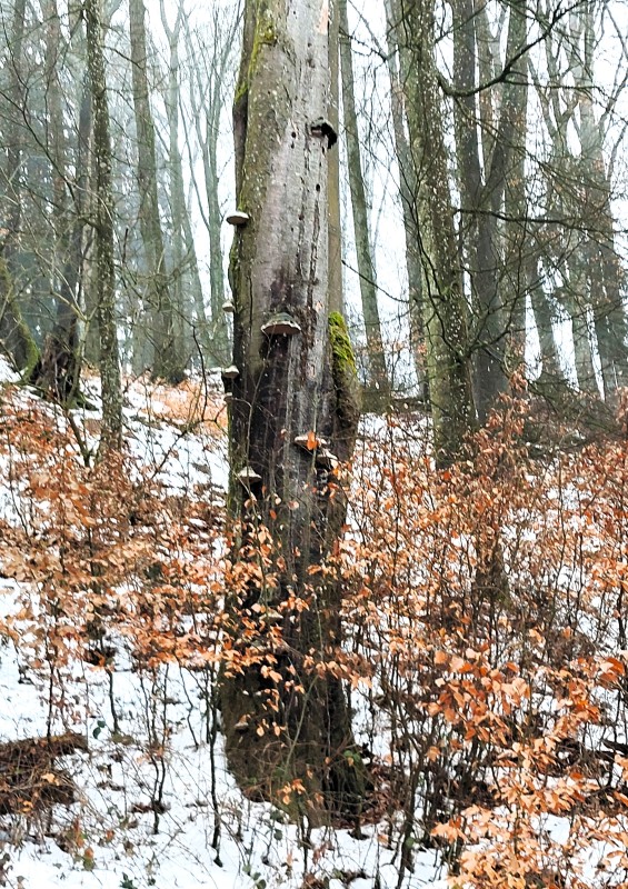 Biotopbäume sind wichtige Strukturen für den Waldnaturschutz und fördern die Artenvielfalt. Ein abgestorbener Baumstamm mit Pilzbewuchs und Höhlenstrukturen steht in einem lichten Waldgebiet.