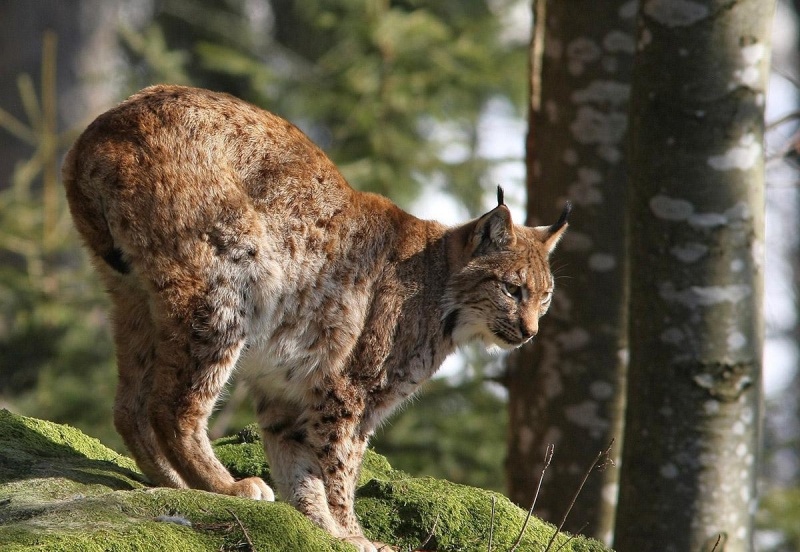 Flyer/Grafik zum Event: Unterwegs im Tierfreigelände am So., 20.10.2019 von 11:00 bis 14:00 Uhr