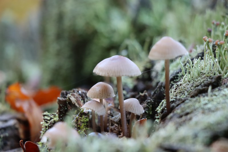 Einen spannenden Einblick in die faszinierende Welt der Pilze gibt es bei einer exklusiven Führung rund um das Hans-Eisenmann-Haus.
