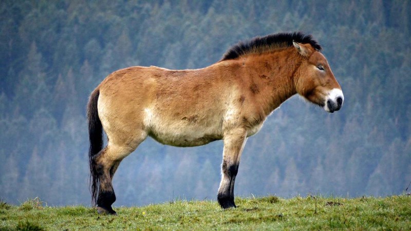 Flyer/Grafik zum Event: Zu Wildpferd, Wolf und Luchs am So., 29.12.2024 - Mi., 23.07.2025