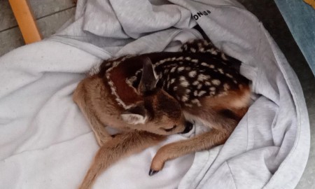 Rehkitz von Schülern aufgefunden