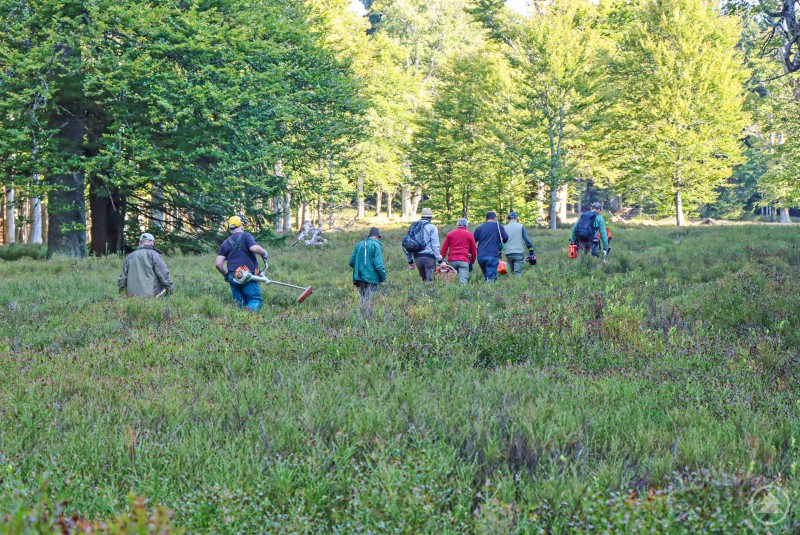Gemeinsames Engagement für die Perlen im Waldmeer ist bei der Schachtenpflege-Aktion gefragt. Eine Gruppe von Freiwilligen läuft mit Werkzeugen und Motorsensen über eine offene Wiesenfläche, umgeben von Bäumen im Nationalpark Bayerischer Wald.