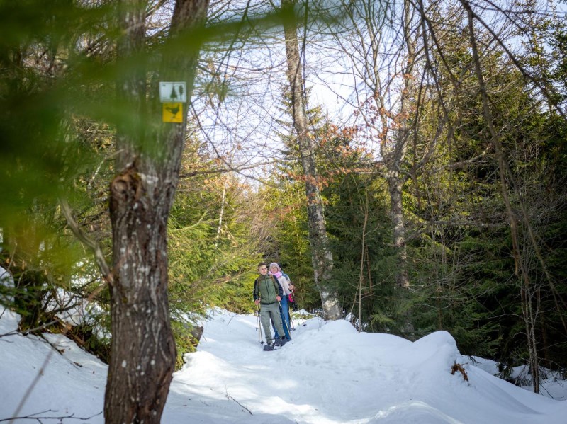 Flyer/Grafik zum Event: Mit Schneeschuhen durch die Wildnis am So., 01.02.2026 - So., 29.03.2026