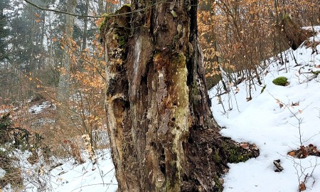 Waldnaturschutz in der Praxis: Fortbildung f&uuml;r Waldbesitzende in Ortenburg