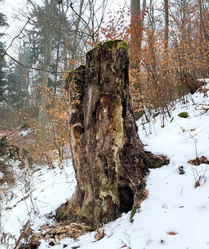 Mulmhöhlen dienen vielen Insekten und Kleintieren als geschützter Lebensraum. Ein alter Baumstumpf mit Mulmhöhle in einer verschneiten Waldlandschaft, umgeben von trockenem Laub.