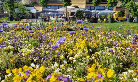 Bl&uuml;hende Sch&auml;tze in Sch&auml;rding: Wenn der Fr&uuml;hling die Stadt zum Leuchten bringt