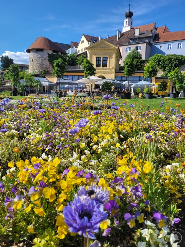 Die Blühenden Schätze in Schärding zeigen die Stadt im Frühling von ihrer farbenprächtigsten Seite Bunte Blumenbeete in voller Blüte vor historischen Gebäuden und einem Café in der Altstadt von Schärding bei strahlendem Sonnenschein.