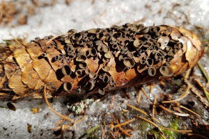 Mit der Schneeschmelze kommen die ersten Pilze