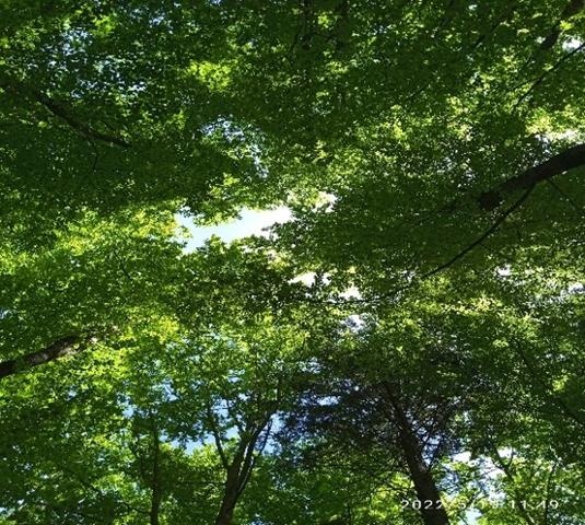 Flyer/Grafik zum Event: Wildnis-Spaziergang zur Stress-Prävention am So., 02.06.2024 - So., 06.10.2024 von 10:00 bis 13:00 Uhr