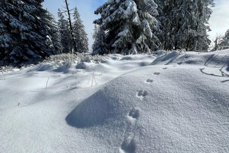 Flyer/Grafik zum Event: Auf Spurensuche durch die Wildnis am So., 29.12.2024 - So., 09.03.2025