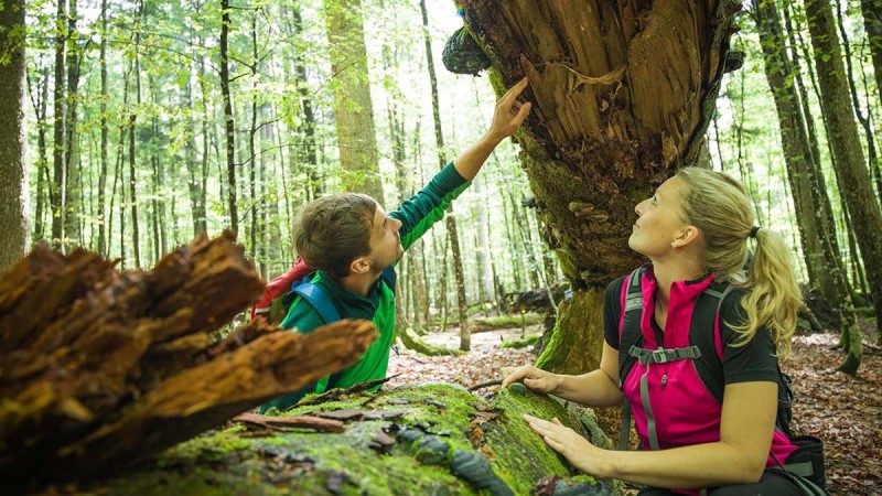 Flyer/Grafik zum Event: Urwaldspaziergang am Di., 31.12.2024 - Do., 24.07.2025