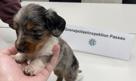 Hundewelpe dem Tierheim &uuml;bergeben