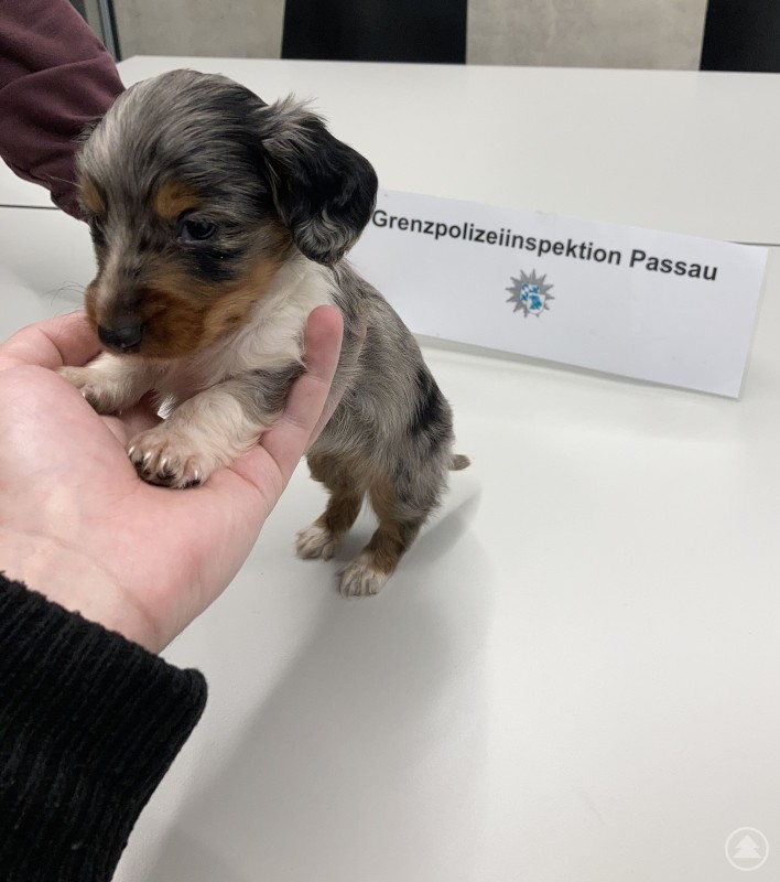 Hundewelpe bei Kontrolle der Grenzpolizei Passau Ein sehr kleiner Hundewelpe (grau-braun, vermutlich nur wenige Wochen alt) steht auf einem Tisch und wird von einer Hand gestützt. Im Hintergrund ist ein Schild mit der Aufschrift „Grenzpolizeiinspektion Passau“ zu sehen.