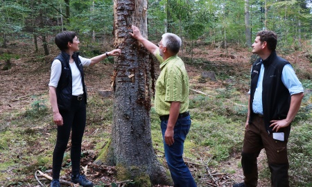 Aufwändige Borkenkäferbekämpfung im Tier-Freigelände