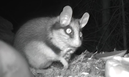 Nach vier Jahren Suche: Gartenschläfer wiedergefunden