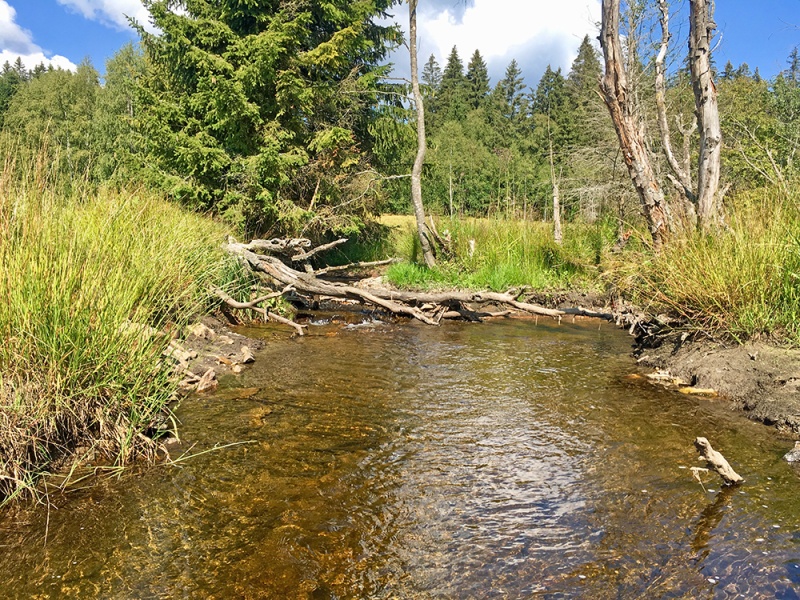 Entlang des Kieslingbachs führt die Wanderung am 13. Juli.