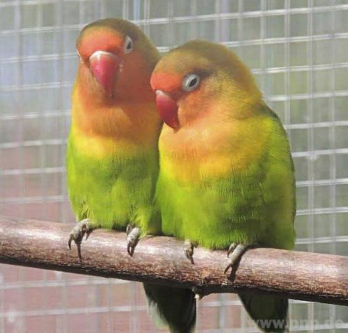 Flyer/Grafik zum Event: Vogelschau am Sa., 01.10.2016 - So., 02.10.2016 ab 09:00 Uhr