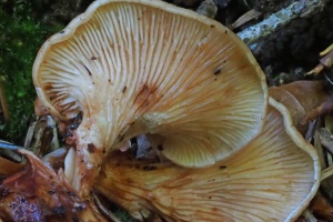 In Bayern verschollene Pilzart wiederentdeckt