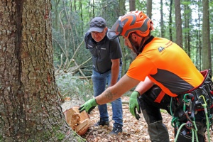 Zur Sicherheit: Bäume werden im Waldspielgelände gefällt