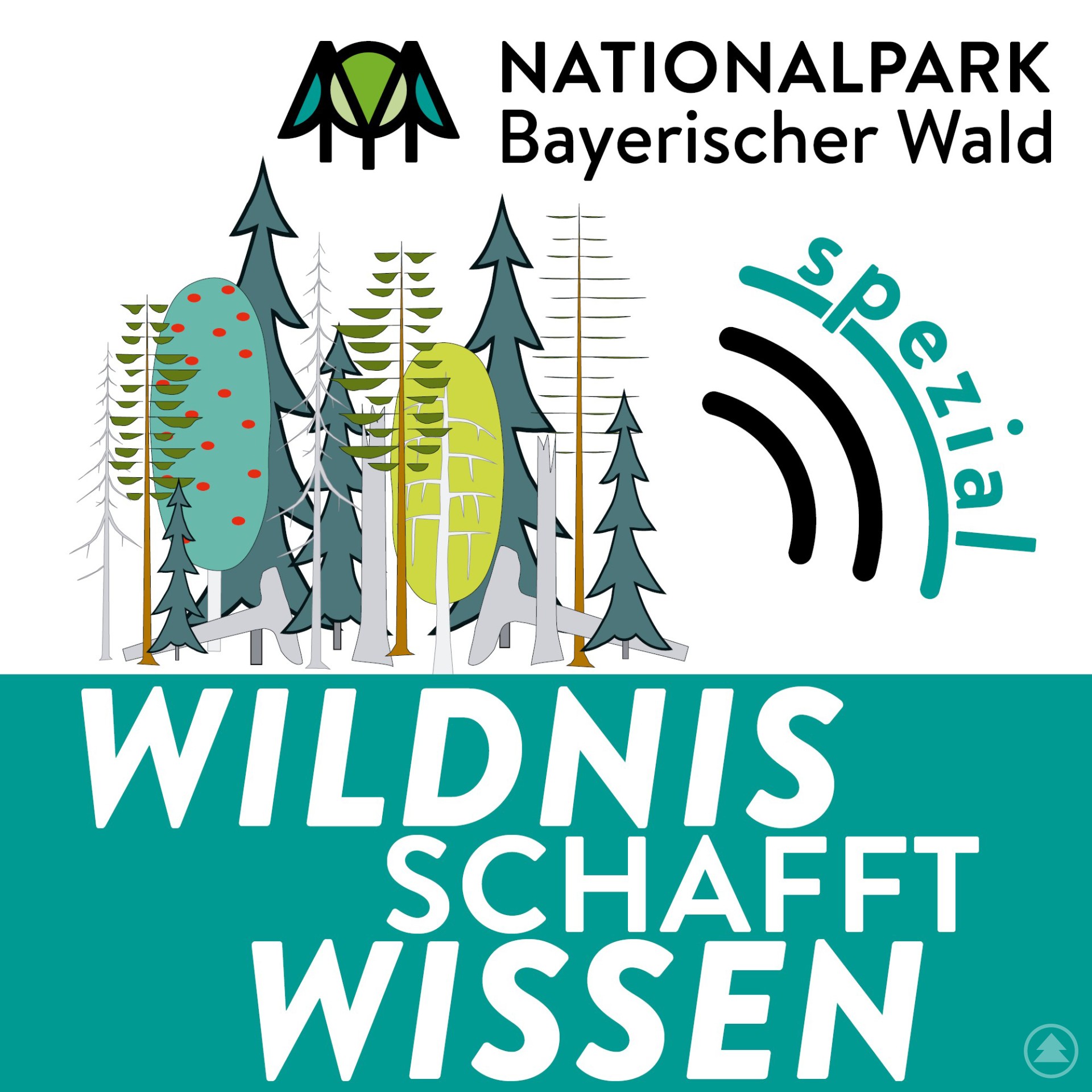 (2) Der Podcast Wildnis schafft Wissen – Spezial nimmt in insgesamt sechs Folgen das Thema Borkenkäfer und Borkenkäfermanagement im Nationalpark genau unter die Lupe.