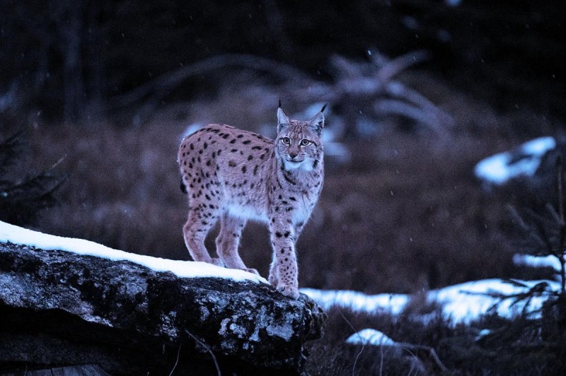 Flyer/Grafik zum Event: Nachts im Reich der Tiere am Di., 31.12.2024 - Di., 11.03.2025
