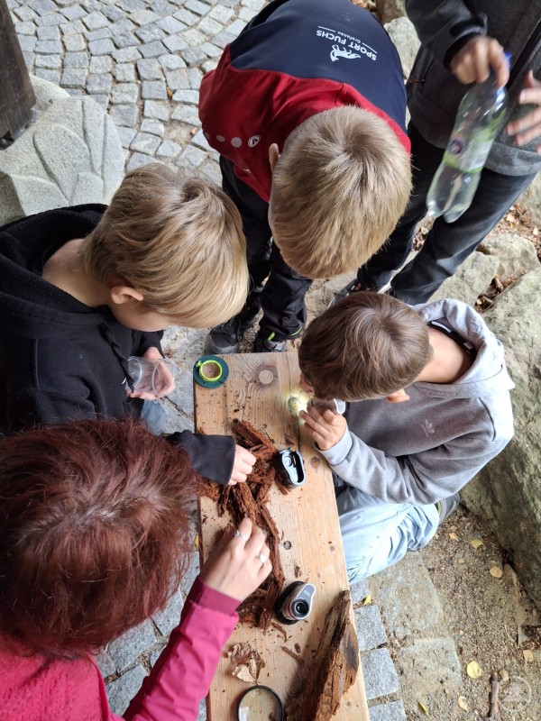 Mehrere Kinder sitzen und knien um eine Holzbank, auf der Stücke von Totholz liegen. Mit Lupen und kleinen Mikroskopen untersuchen sie aufmerksam das Material.