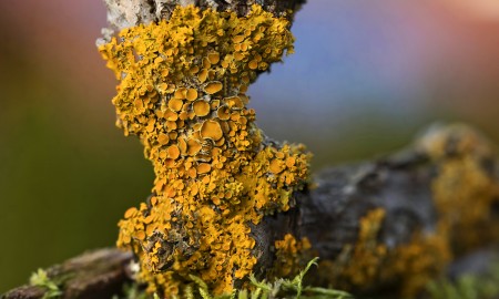 Gelbe Schüsselflechte