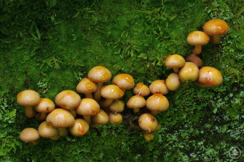 Die Pilzvielfalt im Bayerwald – hier Stockschwämmchen – wird ab sofort ganz genau unter die Lupe genommen.