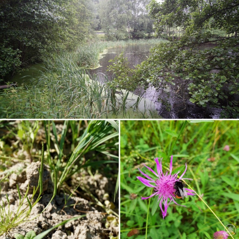 Vielfältige Biotope im Biobetrieb Rauscher.