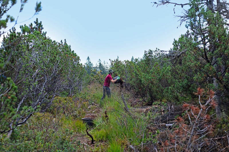 Beim Arbeitseinsatz zum Schutz der Moore müssen vor allem einst angelegte Entwässerungsgräben verfüllt und abgedichtet werden