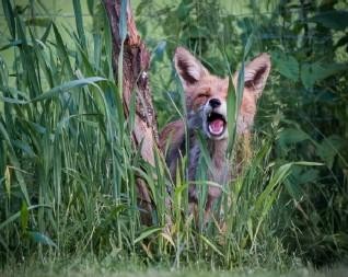 Flyer/Grafik zum Event: „Natur im Fokus” macht Halt im Hans-Eisenmann-Haus am Mo., 05.05.2025 - So., 29.06.2025