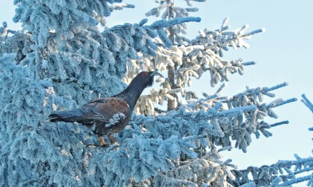 Raketen und B&ouml;ller im Nationalpark verboten &ndash; R&uuml;cksicht auf Tiere zum Jahreswechsel