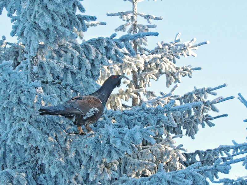 Nicht nur der Auerhahn wünscht sich einen ruhigen Start ins neue Jahr. Ein Auerhahn sitzt auf einem mit Reif und Schnee bedeckten Nadelbaum. Die Äste und Nadeln sind komplett vereist und leuchten im hellen Tageslicht vor blauem Himmel. Der Vogel ist seitlich zu sehen und hebt sich kontrastreich vom weißen Hintergrund ab.