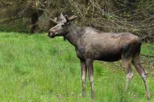 Sommer-Spezial (2): Auf Spurensuche im Nationalpark