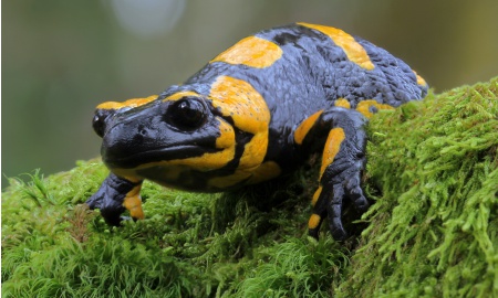 Aprilwetter 2022 im Bayerwald