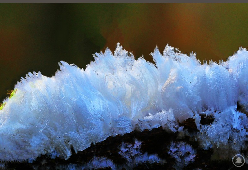 Haareis(1)_Dr. Fritz Haselbeck.jpg