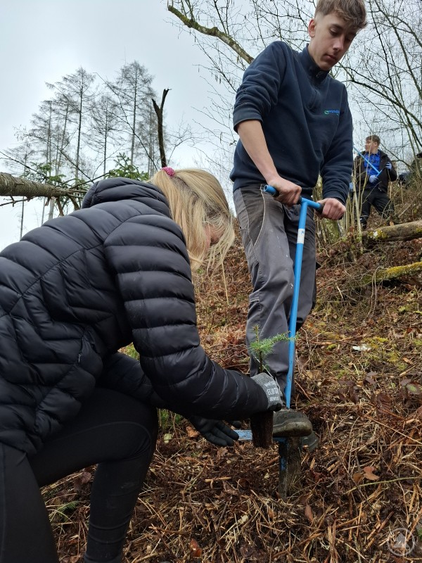 Lena Schichl und Josef Schanzer pflanzen eine Tanne. Ein Junge und ein Mädchen setzen gemeinsam einen Baumsetzling in den Boden. Der Junge benutzt ein spezielles Pflanzwerkzeug, während das Mädchen den Setzling in die vorbereitete Erde setzt. Im Hintergrund sind weitere Schüler zu sehen, die an der Aktion teilnehmen.