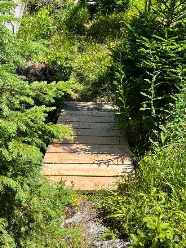 Der erneuerte Steig fügt sich nahtlos in die Natur ein und ermöglicht ein sicheres Naturerlebnis. Ein schmaler Holzsteg führt durch dichtes Gras und niedrige Tannen im Wald – ein idyllischer Abschnitt des Wanderwegs.