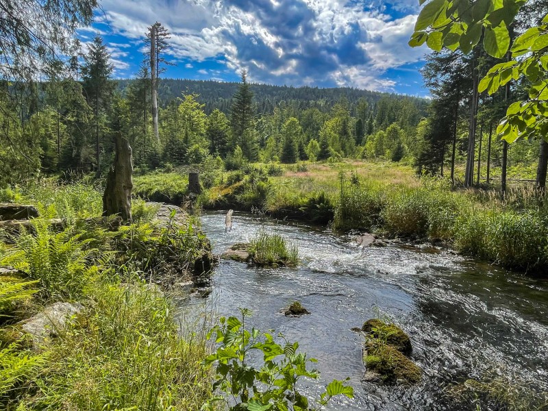 Flyer/Grafik zum Event: Geführte Touren im Nationalpark am 6. Juli 2025 am So., 06.07.2025