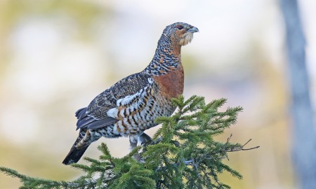 Im Kerngebiet muss jetzt auf den Wegen geblieben werden