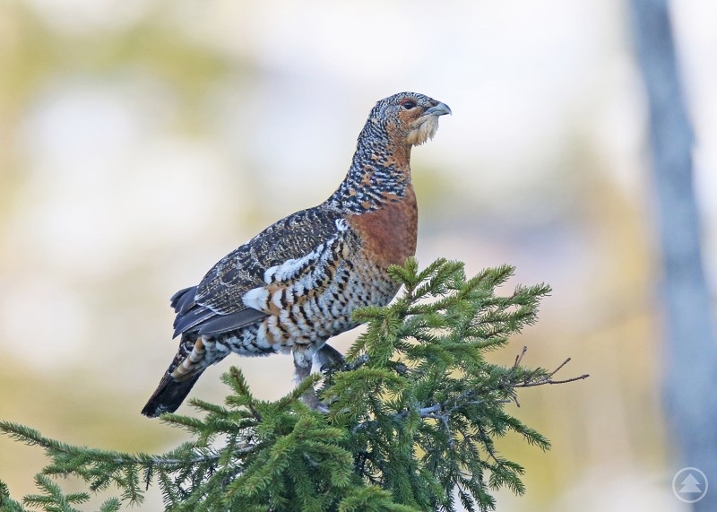Auerhühner sind im Winter besonders anfällig für Störungen, weshalb Wanderer die markierten Wege im Nationalpark-Kerngebiet nicht verlassen dürfen. Ein Auerhuhn sitzt auf einem Nadelbaumzweig im winterlichen Wald. Das Tier zeigt sein typisches braun-grau geflecktes Gefieder und wirkt aufmerksam in die Umgebung blickend.