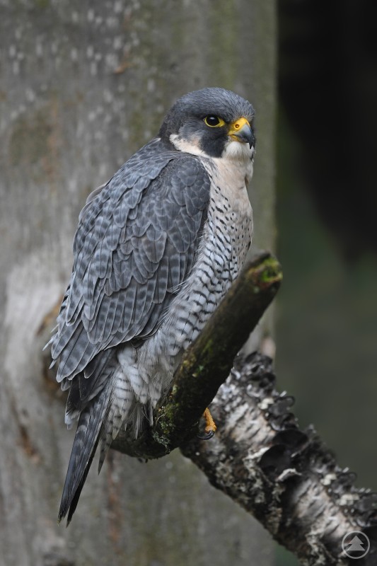 Wanderfalken finden im Höllbachgespreng ideale Brutplätze. Um Störungen durch Menschen zu vermeiden, ist der Wanderweg ab 13. Februar gesperrt. Ein Wanderfalke sitzt auf einem schrägen, moosbewachsenen Ast vor unscharfem Waldhintergrund. Das graue Gefieder und der gelbe Augenring sind deutlich zu erkennen.