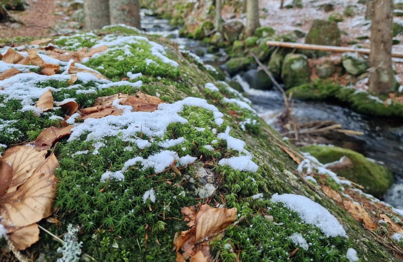 Flyer/Grafik zum Event: Das Geheimnis des Feenwaldes am Mo., 30.03.2026 von 14:00 bis 16:30 Uhr