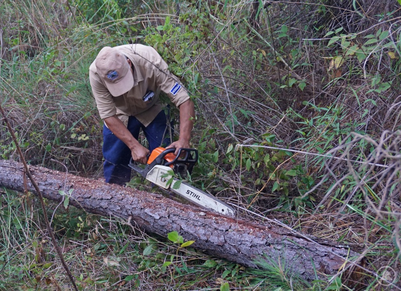 Das im Nationalpark Bayerischer Wald zum Borkenkäfermanagement erprobte Rindenschlitzen testeten die Kollegen aus El Salvador gleich unter Anleitung ihrer Gäste.
