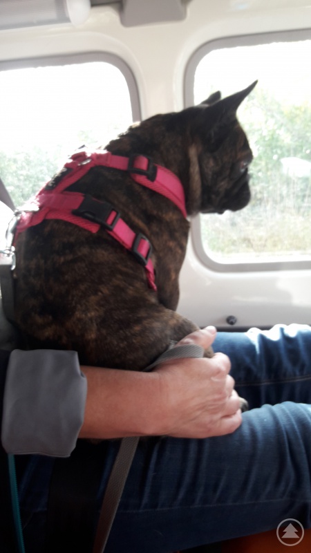 Pauline beim Abtransport auf Frauchens Schoß.