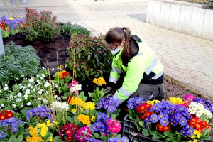 Frühjahrspflanzung in der Stadt Passau