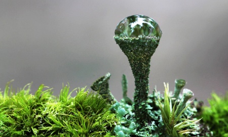 Unscheinbare Waldbewohner - Überlebenskünstler