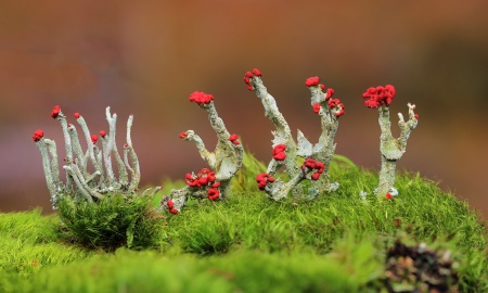 "Cladonia macilenta"