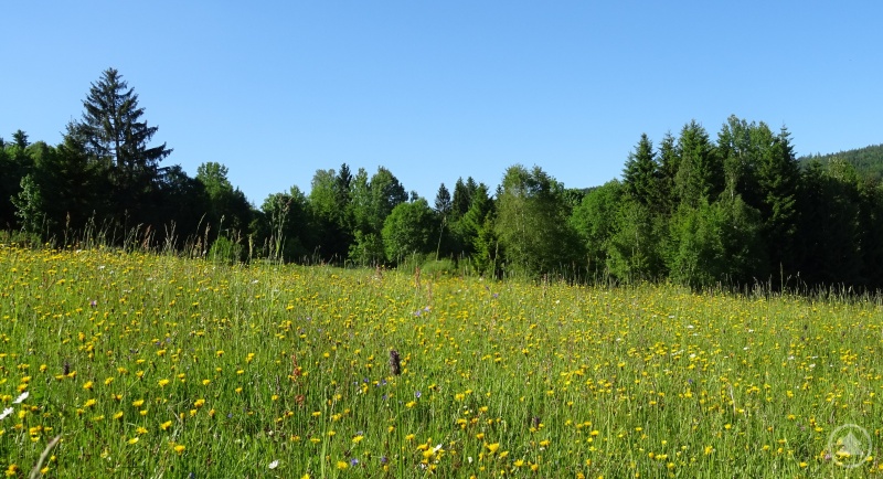Der Landkreis Freyung-Grafenau zeichnet sich durch eine große Vielzahl arten- und blütenreicher Wie-sen aus.