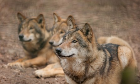 Vier Wölfe sind ins Tier-Freigelände eingezogen